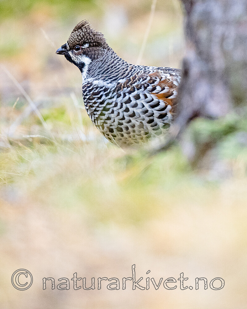 BB_20200927_0698 / Tetrastes bonasia / Jerpe