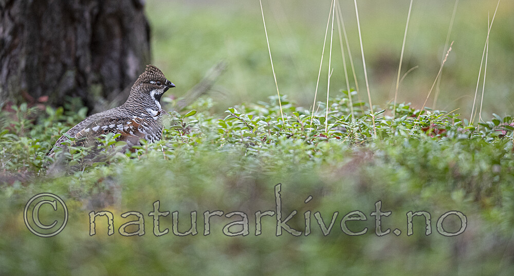 BB_20200927_0770 / Tetrastes bonasia / Jerpe