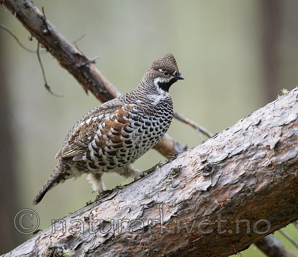 BB_20200927_0809 / Tetrastes bonasia / Jerpe