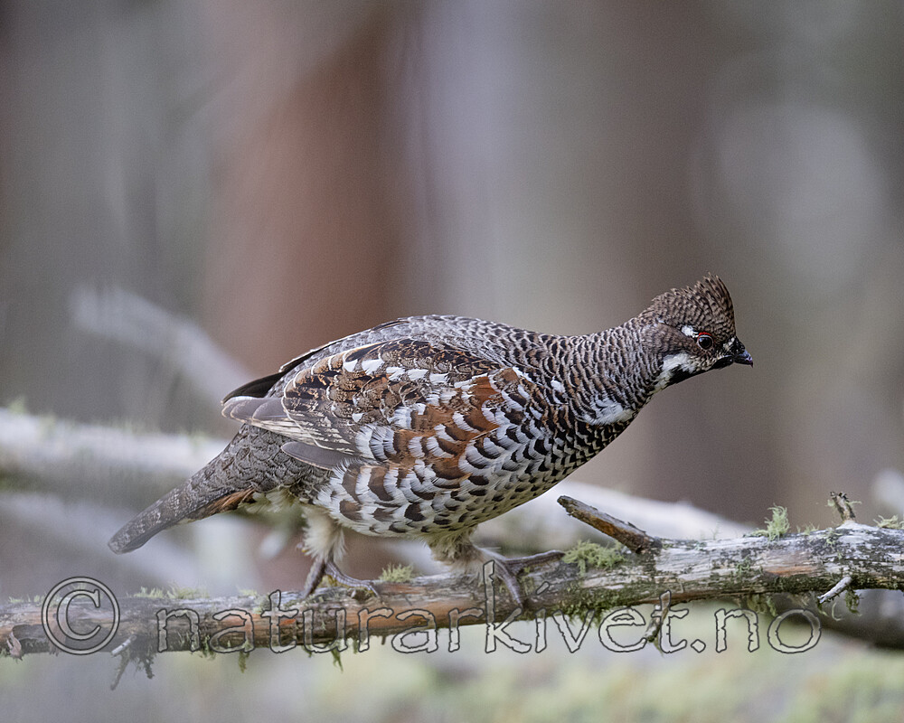 BB_20200927_0865 / Tetrastes bonasia / Jerpe