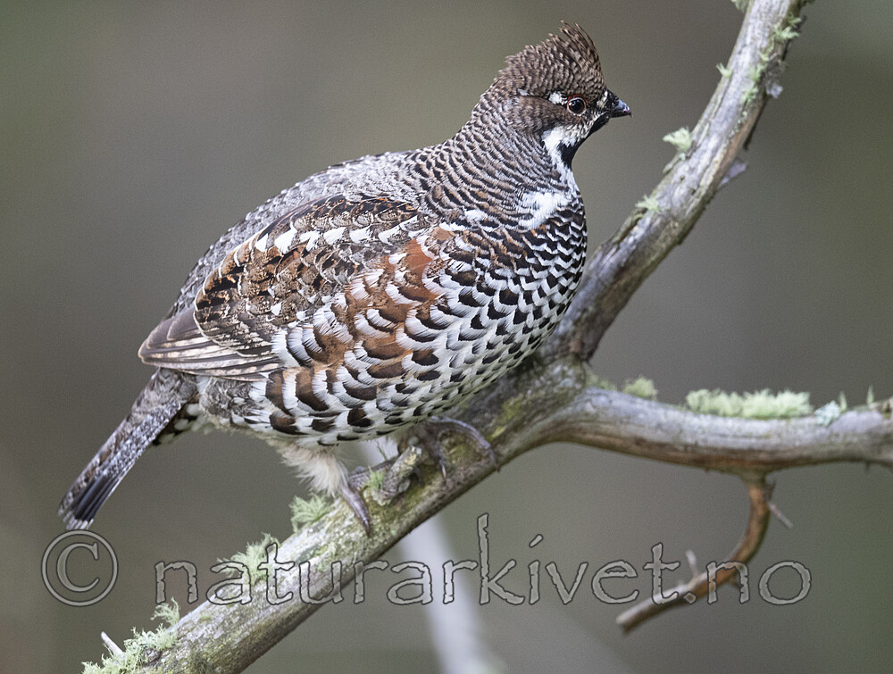 BB_20200927_0899 / Tetrastes bonasia / Jerpe