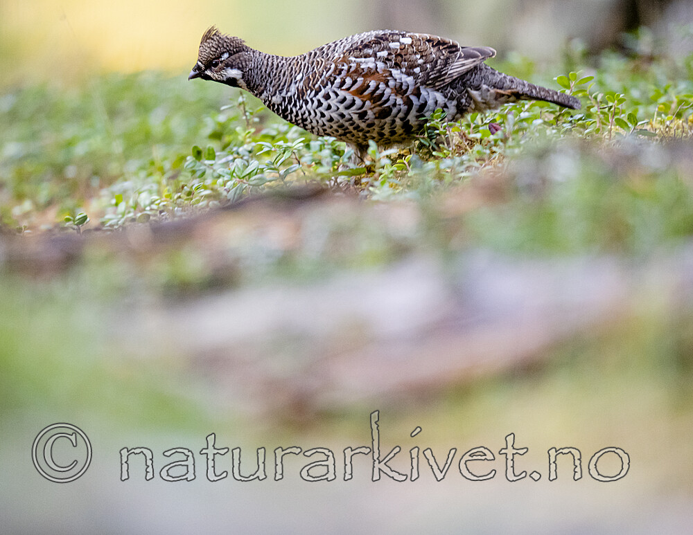 BB_20200927_0920 / Tetrastes bonasia / Jerpe