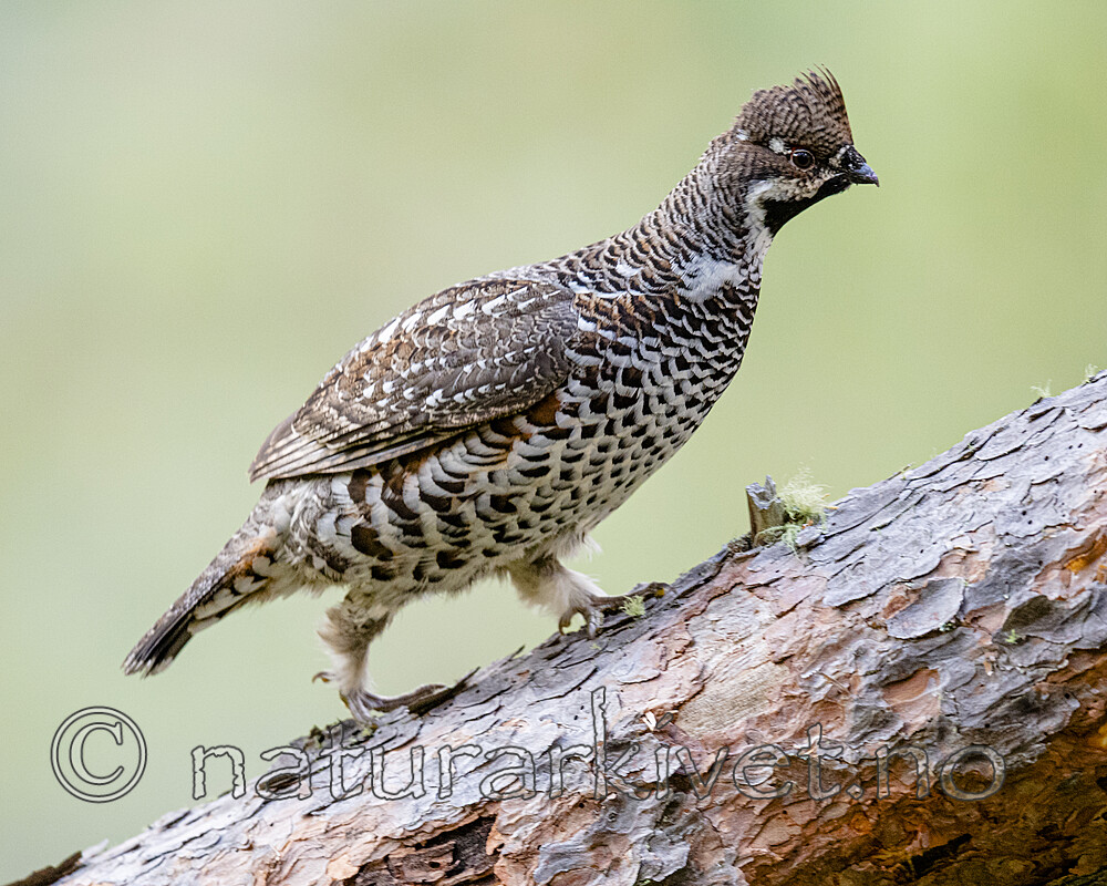 BB_20200927_0945 / Tetrastes bonasia / Jerpe