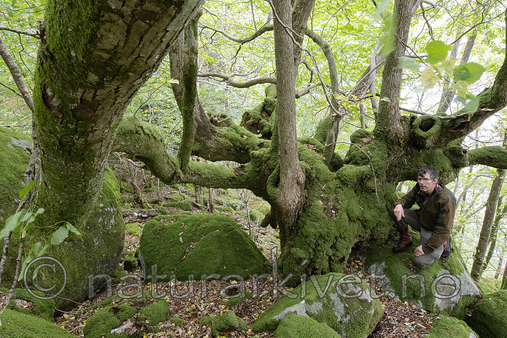 BB_20201003_0056 / Tilia cordata / Lind