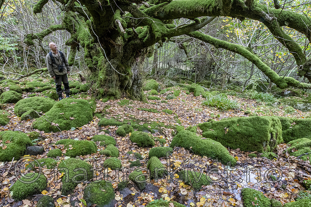 BB_20201003_0074 / Tilia cordata / Lind