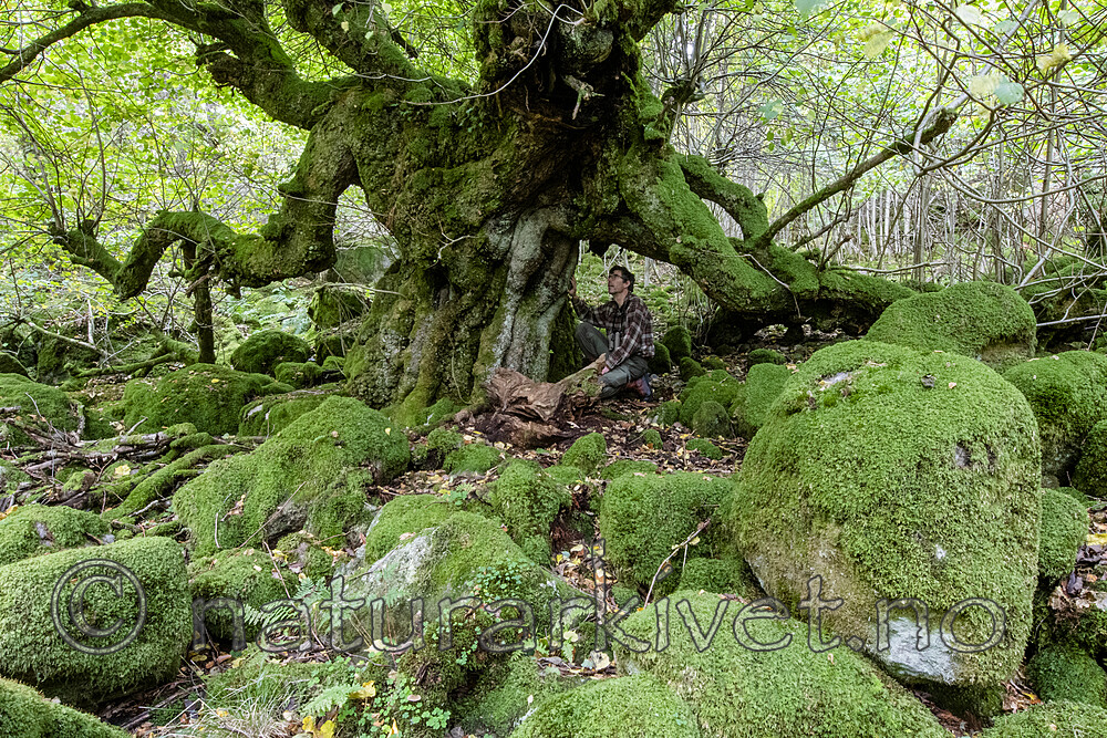 BB_20201003_0081 / Tilia cordata / Lind
