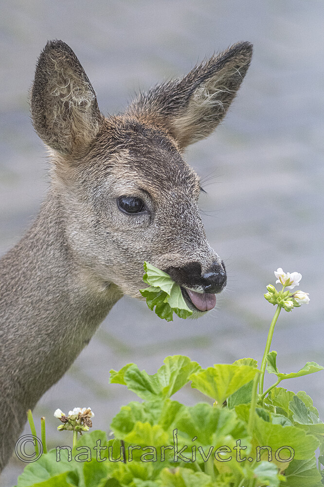 BB_20201020_0035 / Capreolus capreolus / Rådyr
