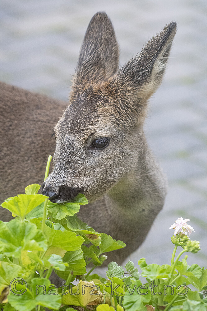 BB_20201020_0046 / Capreolus capreolus / Rådyr