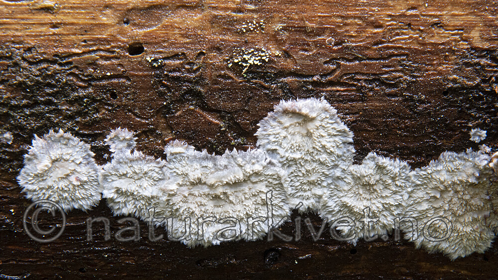 BB_20201022_0013 / Phlebia centrifuga / Rynkeskinn