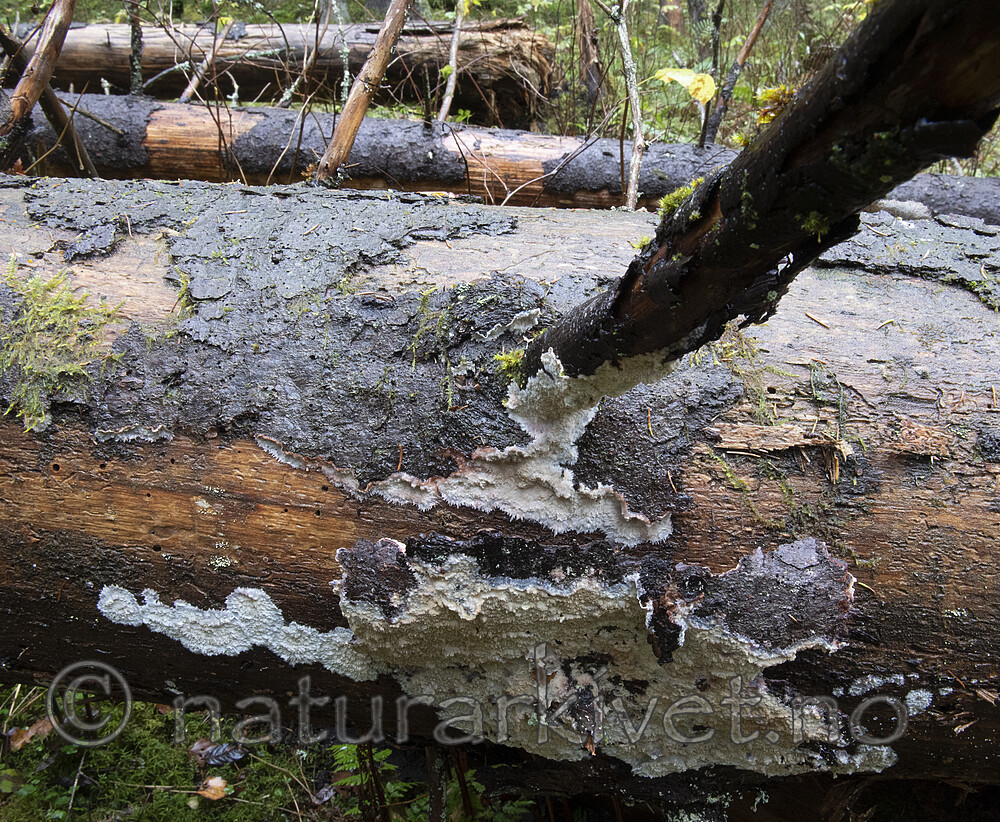 BB_20201022_0019 / Phlebia centrifuga / Rynkeskinn