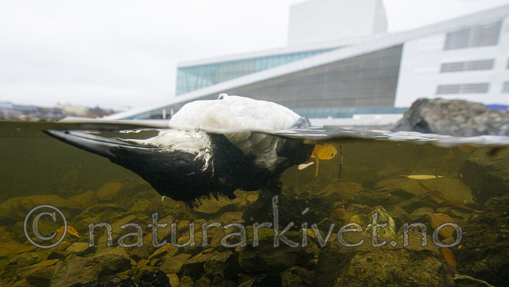 BB_20201107_0027 / Uria aalge / Lomvi