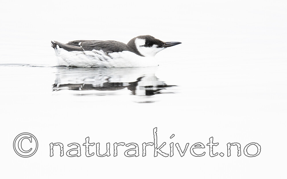 BB_20201108_0055 / Uria aalge / Lomvi