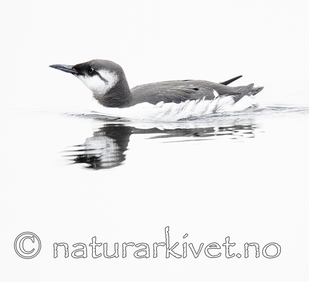 BB_20201108_0073 / Uria aalge / Lomvi