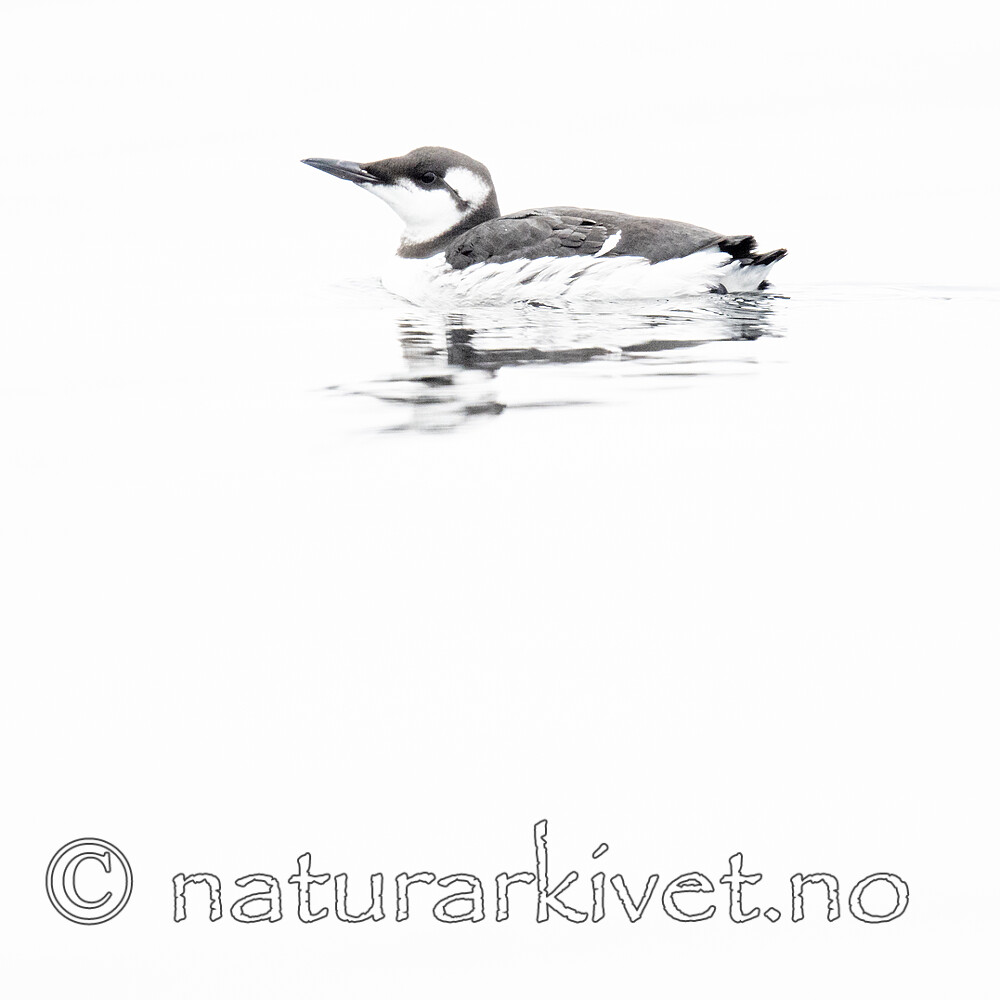 BB_20201108_0077 / Uria aalge / Lomvi