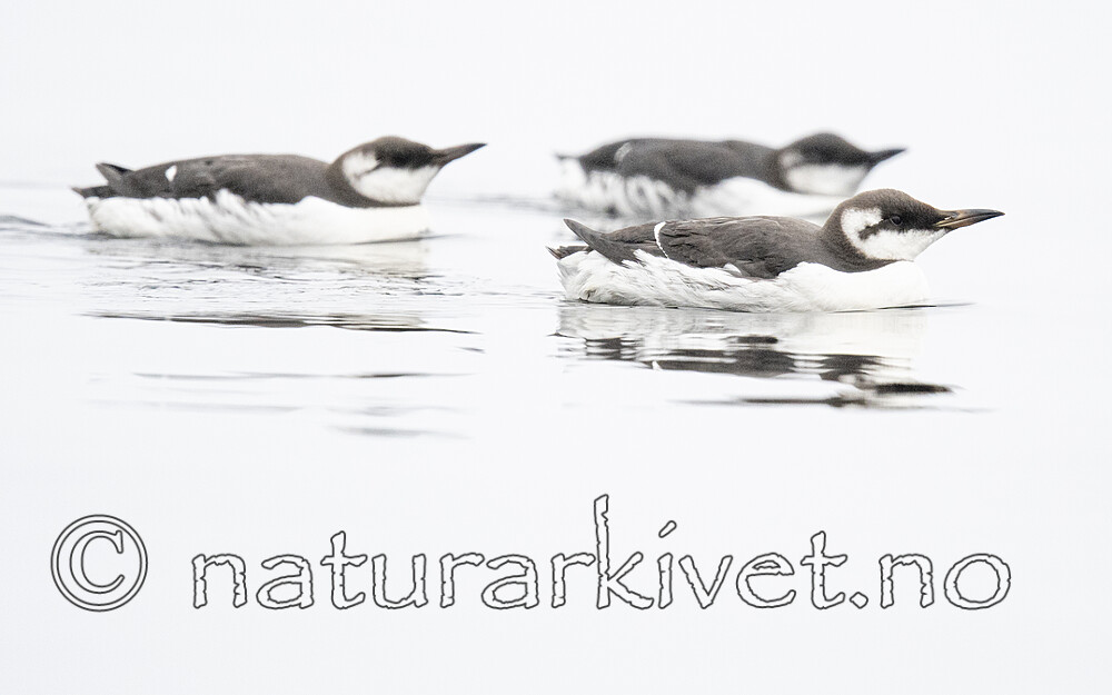 BB_20201108_0146 / Uria aalge / Lomvi