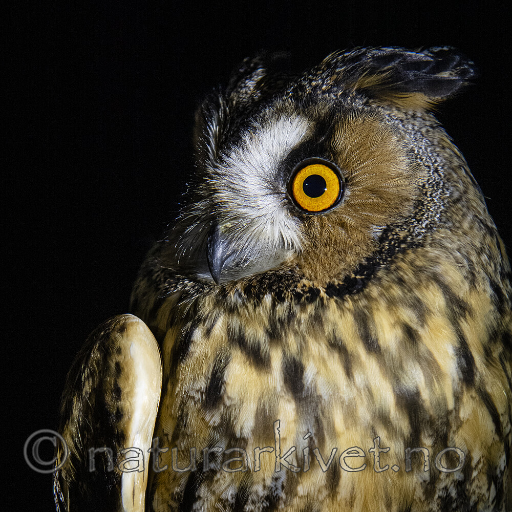 BB_20201121_0009 / Asio otus / Hornugle