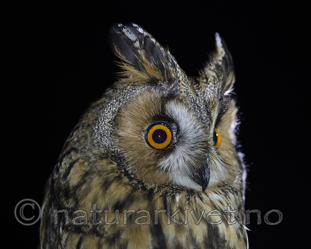 BB_20201121_0017 / Asio otus / Hornugle