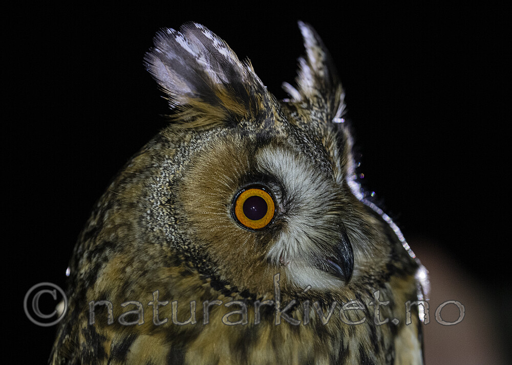 BB_20201121_0021 / Asio otus / Hornugle