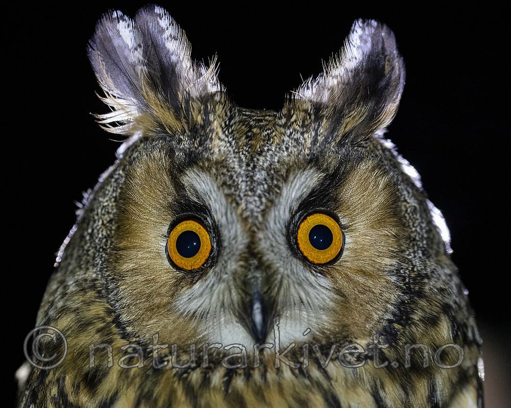 BB_20201121_0024 / Asio otus / Hornugle