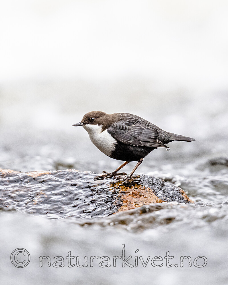 BB_20201125_0008 / Cinclus cinclus / Fossekall