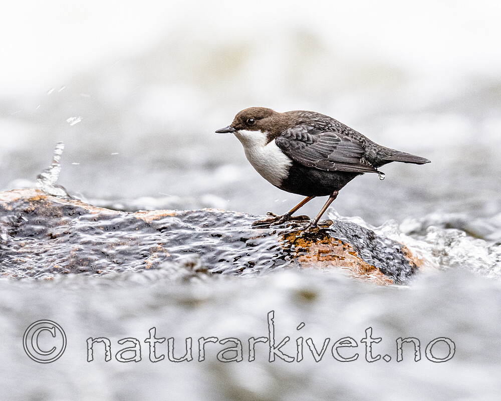 BB_20201125_0010 / Cinclus cinclus / Fossekall