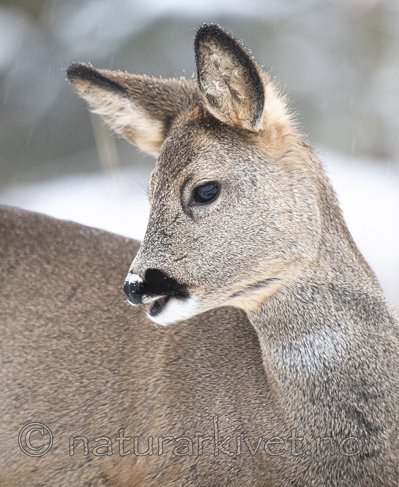 BB_20210118_0010 / Capreolus capreolus / Rådyr