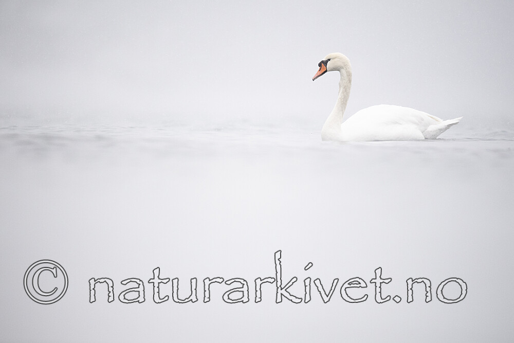 BB_20210215_0049 / Cygnus olor / Knoppsvane