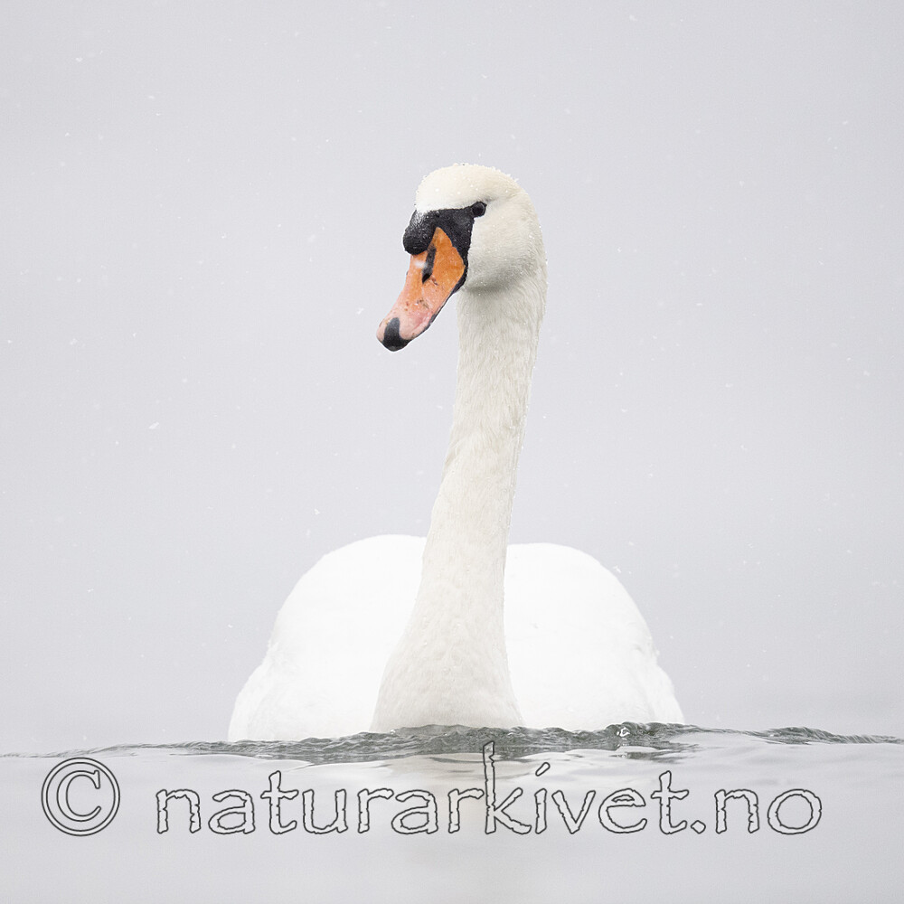 BB_20210215_0066 / Cygnus olor / Knoppsvane