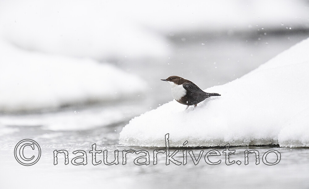 BB_20210217_0107 / Cinclus cinclus / Fossekall