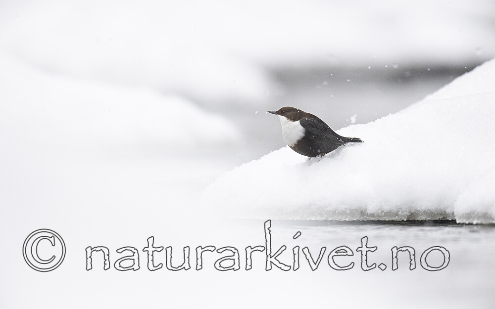 BB_20210217_0118 / Cinclus cinclus / Fossekall