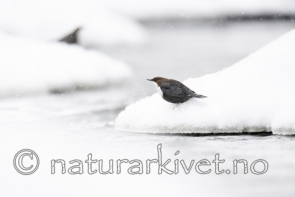 BB_20210217_0126 / Cinclus cinclus / Fossekall