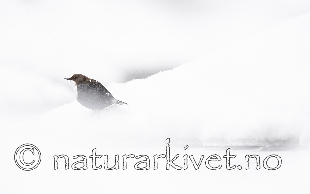 BB_20210217_0129 / Cinclus cinclus / Fossekall