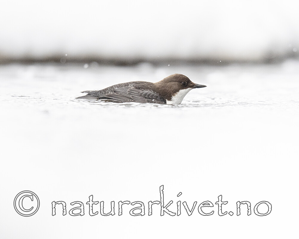 BB_20210217_0151 / Cinclus cinclus / Fossekall