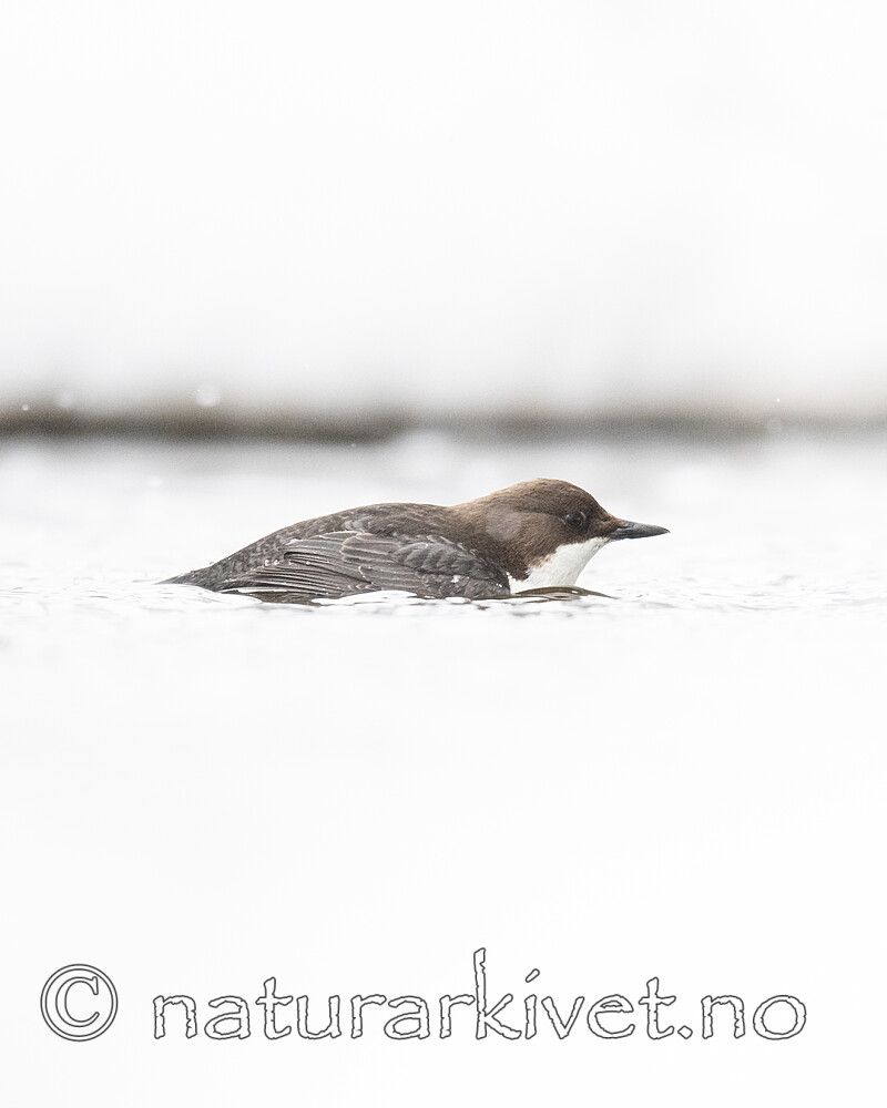 BB_20210217_0152 / Cinclus cinclus / Fossekall