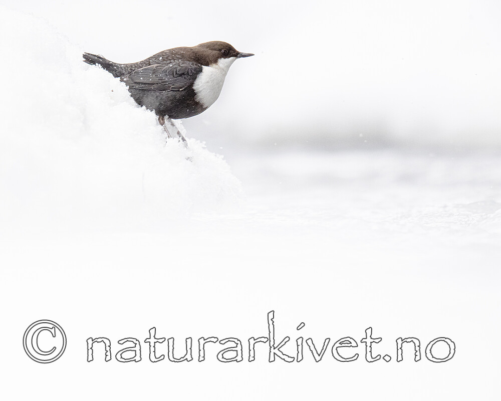 BB_20210217_0163 / Cinclus cinclus / Fossekall