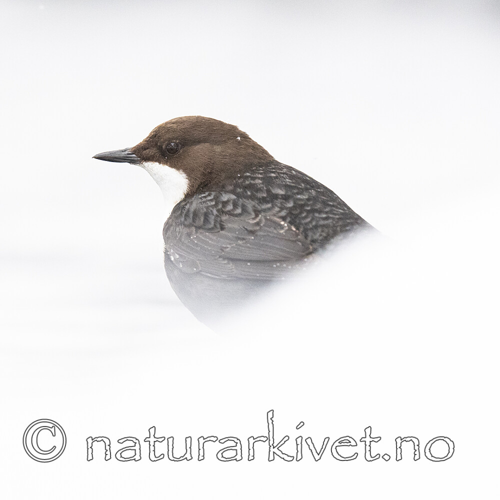 BB_20210217_0182 / Cinclus cinclus / Fossekall