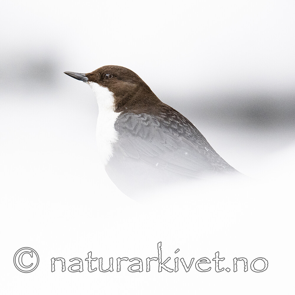 BB_20210217_0201 / Cinclus cinclus / Fossekall