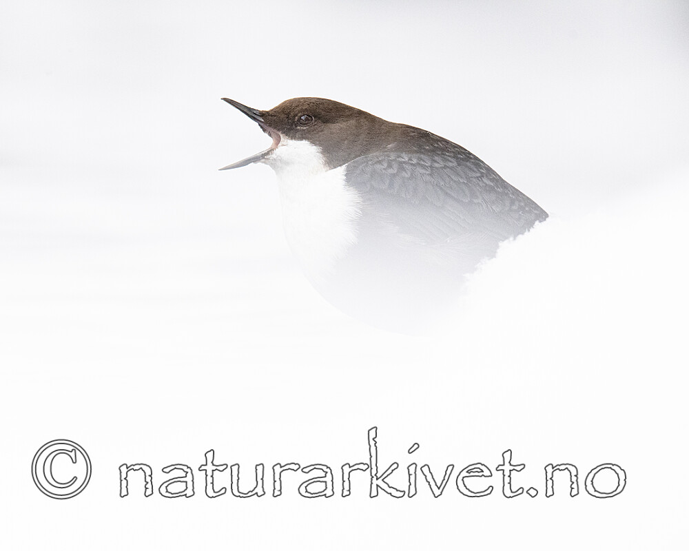 BB_20210217_0217 / Cinclus cinclus / Fossekall