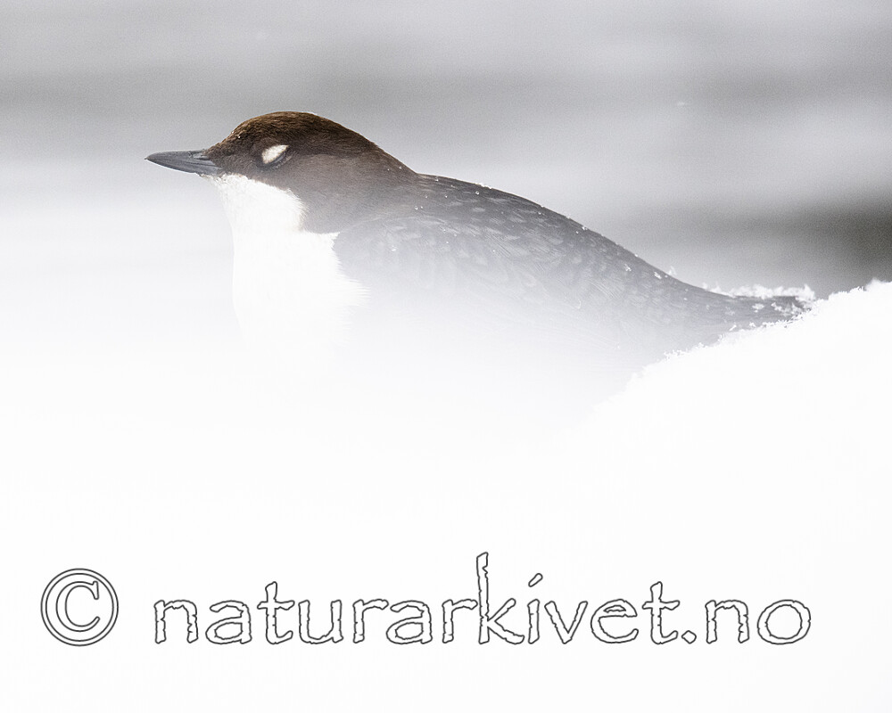 BB_20210217_0237 / Cinclus cinclus / Fossekall