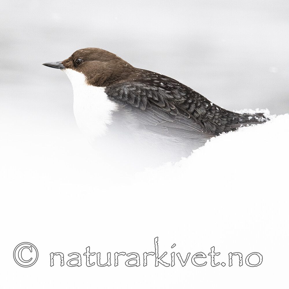 BB_20210217_0241 / Cinclus cinclus / Fossekall