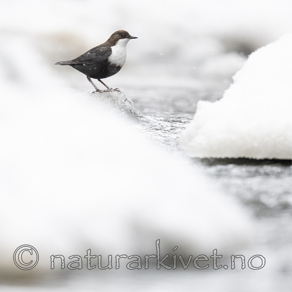 BB_20210217_0266 / Cinclus cinclus / Fossekall