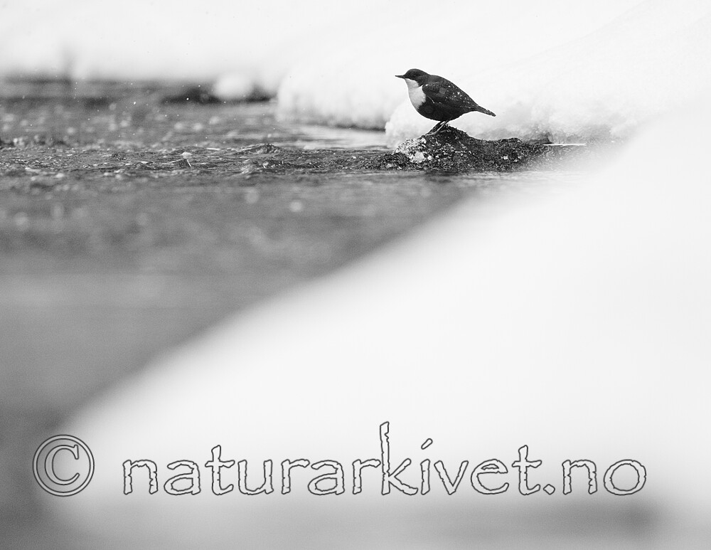 BB_20210217_0275 / Cinclus cinclus / Fossekall