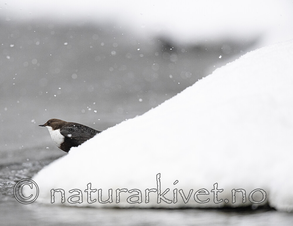 BB_20210217_0278 / Cinclus cinclus / Fossekall