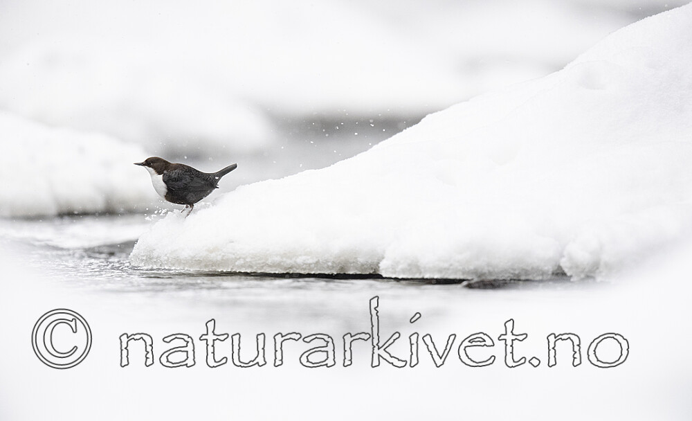 BB_20210217_0310 / Cinclus cinclus / Fossekall