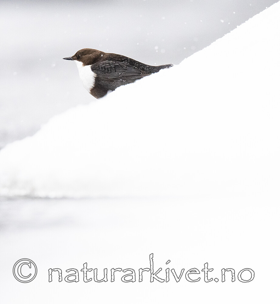 BB_20210217_0370 / Cinclus cinclus / Fossekall