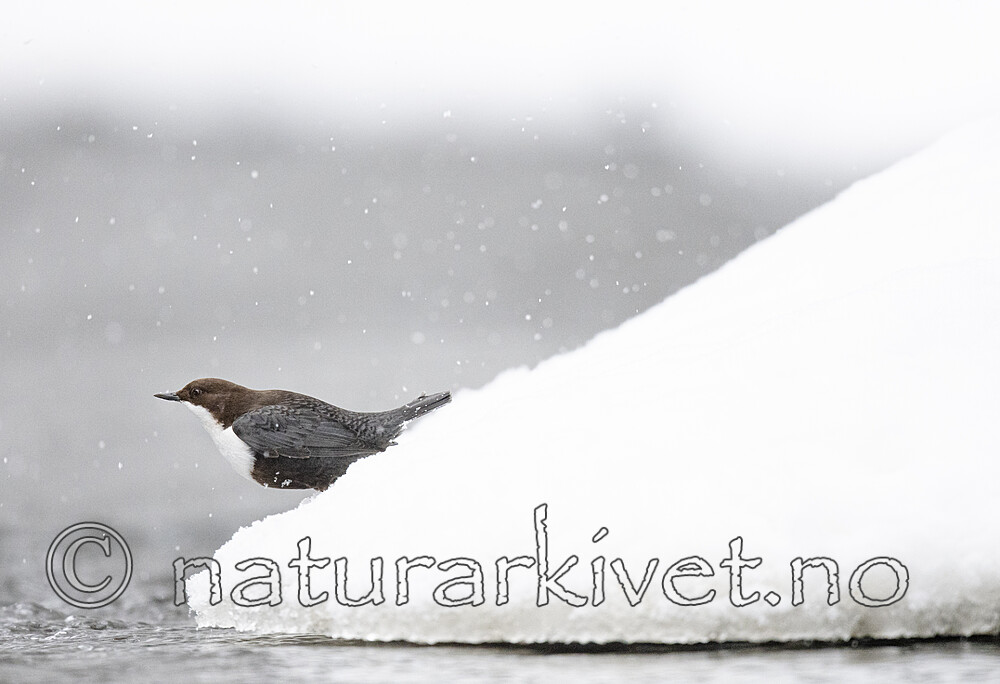 BB_20210217_0385 / Cinclus cinclus / Fossekall