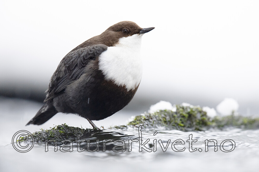 BB_20210217_0471 / Cinclus cinclus / Fossekall