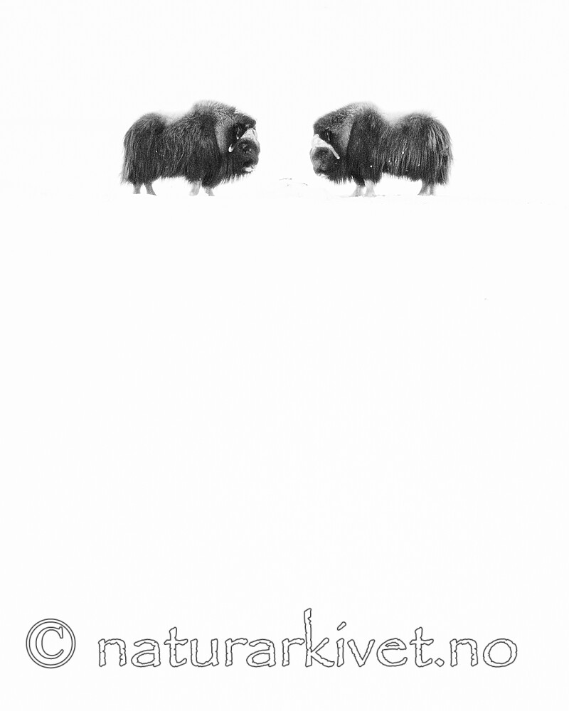 BB_20210220_0039 / Ovibos moschatus / Moskusfe