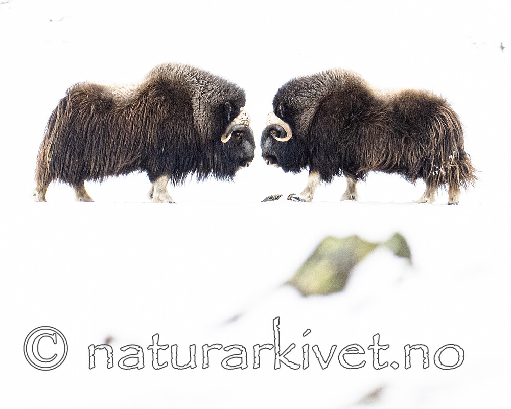 BB_20210222_0095 / Ovibos moschatus / Moskusfe