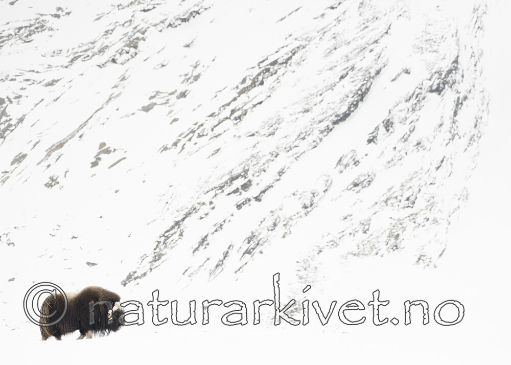 BB_20210222_0108 / Ovibos moschatus / Moskusfe